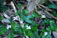Viola pilosa